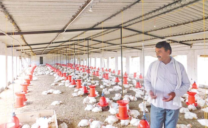 Poultry Farming : मुरगीपालन को बनाया आमदनी का जरीया