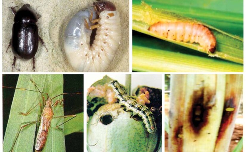 Kharif Crops : खरीफ की फसलों को कीड़ों से बचाएं