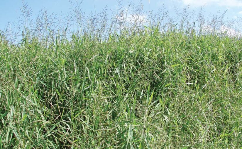 Fodder Crop : चारा फसल पैरा घास (Para Grass) की वैज्ञानिक खेती