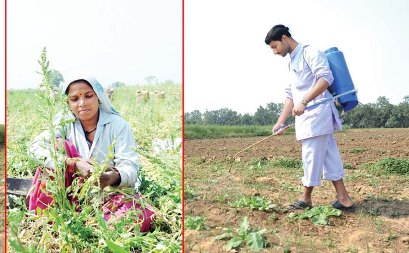 Prevention of Weeds : सब्जियों में खरपतवारों की रोकथाम