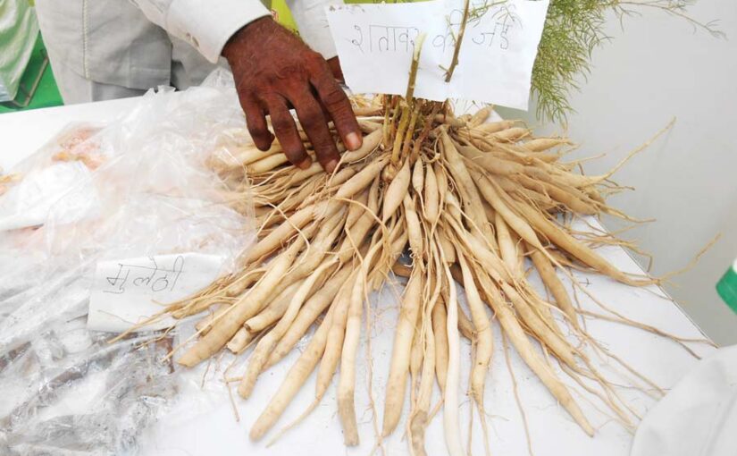 Medicinal Plant : खूबियों से भरपूर औषधीय पौधा सतावर (Asparagus)