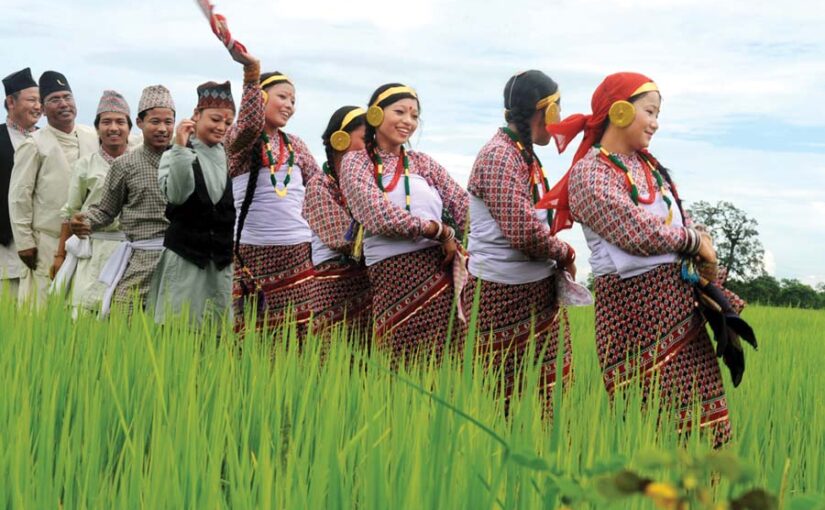 Paddy : सही समय पर करें काम अच्छा पैदा हो धान