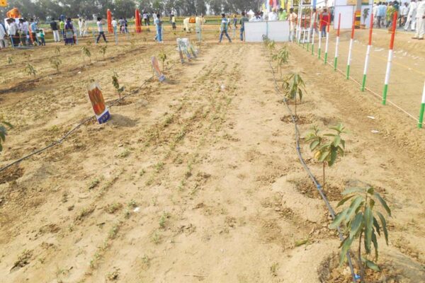 Drip Irrigation