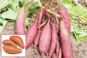 Sweet Potato : शकरकंद की खेती