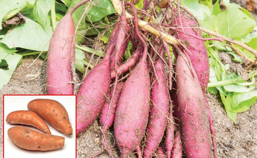 Sweet Potato : शकरकंद की खेती