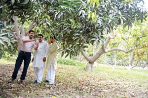 Mango Farming