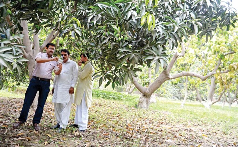 Mango Farming : आम की सघन बागबानी