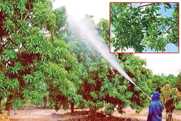 Mango Farming