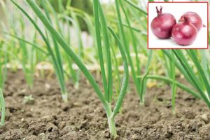 Onion