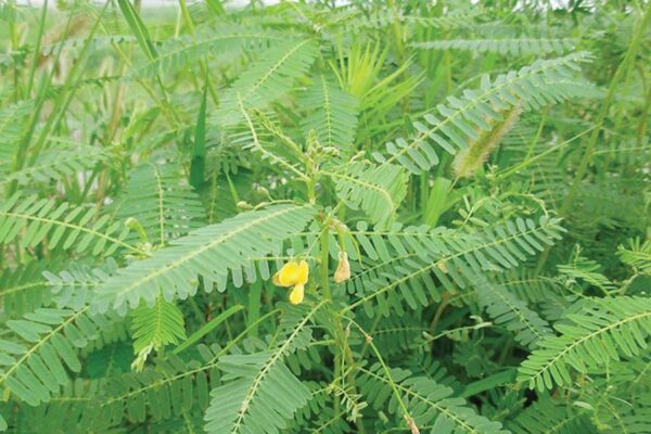 Green Manure : ढैंचे की खेती से बढ़ाएं मिट्टी की उर्वरता