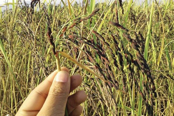 Kala Namak Rice : कालानमक धान की उन्नत किस्मों की खेती