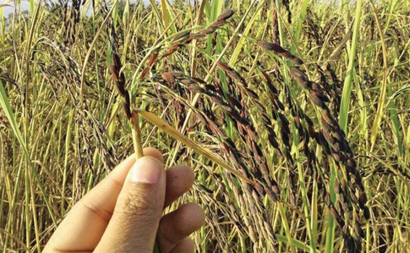 Kala Namak Rice : कालानमक धान की उन्नत किस्मों की खेती