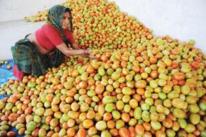 Hybrid Tomato : संकर (हाइब्रिड) टमाटर की खेती