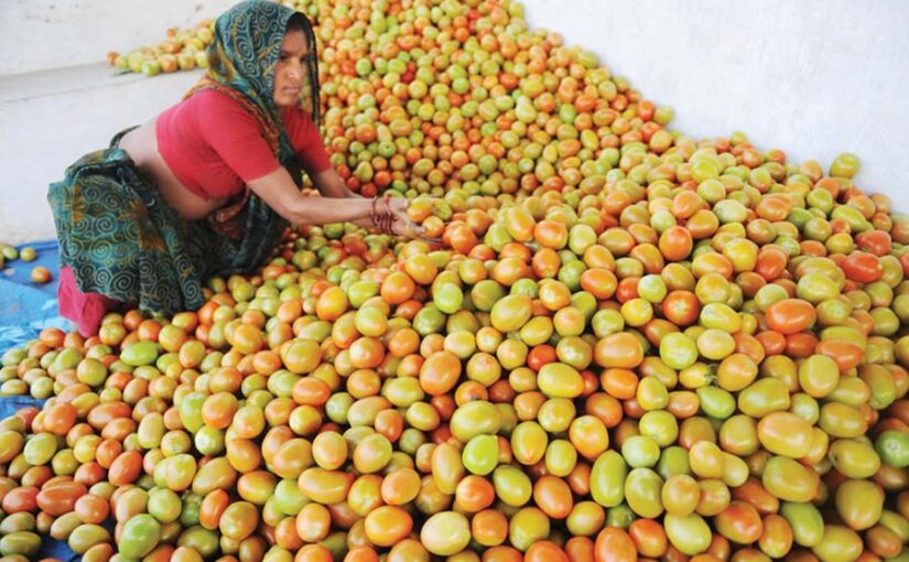 Hybrid Tomato : संकर (हाइब्रिड) टमाटर की खेती