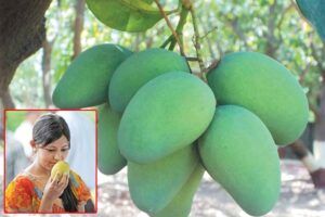 Mangoes : दशहरी के मुकाबले बढ़ रहे दूसरे आम