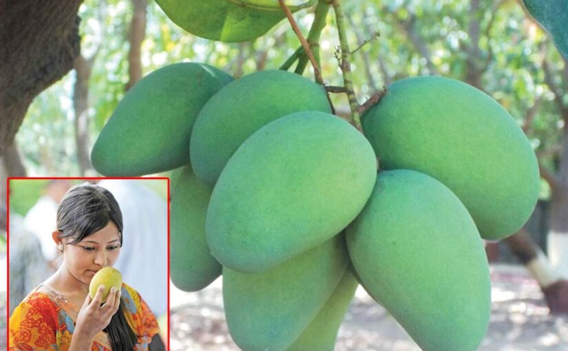 Mangoes : दशहरी के मुकाबले बढ़ रहे दूसरे आम