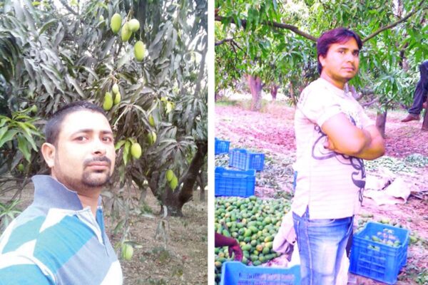 Mangoes