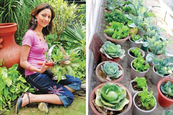 Kitchen Garden  : बेहतर सेहत के लिए लगाएं किचन गार्डन