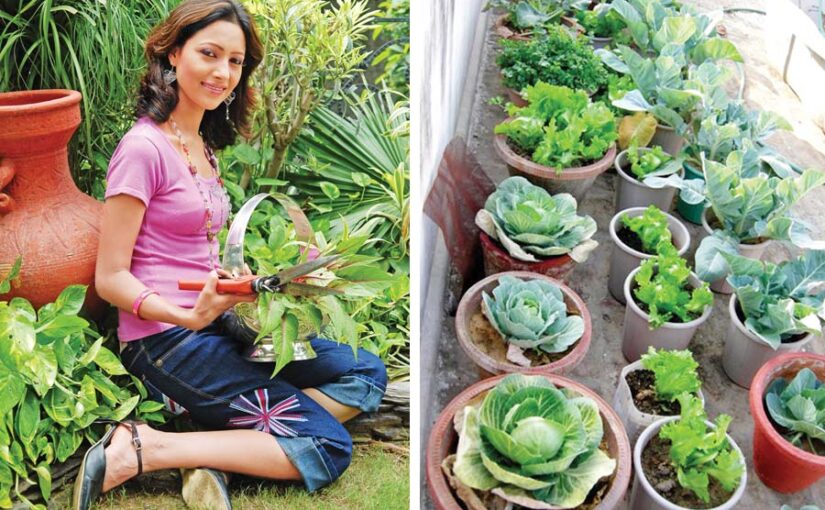 Kitchen Garden  : बेहतर सेहत के लिए लगाएं किचन गार्डन