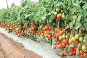 Kitchen Garden