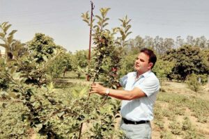 Apple Farming