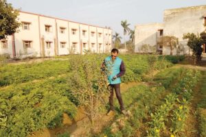 Apple Farming