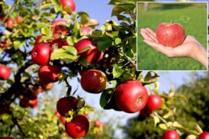 Apple Farming