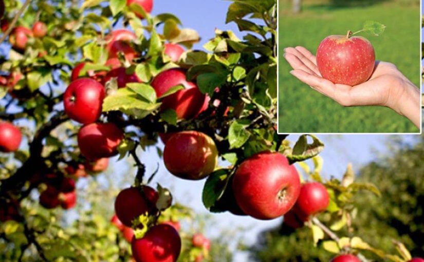 Apple Farming : अब मैदानी इलाकों में भी मुमकिन सेब की खेती