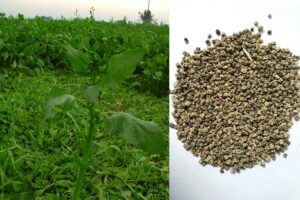 Spinach Farming
