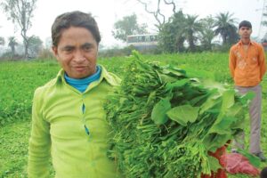 Spinach Farming : पालक खेती से लें भरपूर फायदा