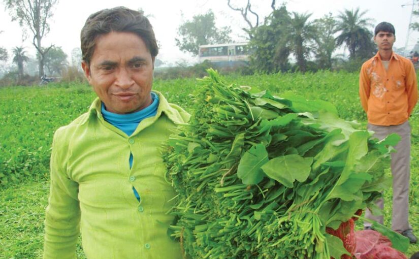 Spinach Farming : पालक खेती से लें भरपूर फायदा