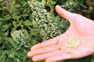 Quinoa : भविष्य की फसल किनोआ