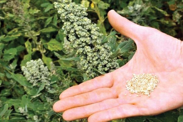 Quinoa : भविष्य की फसल किनोआ