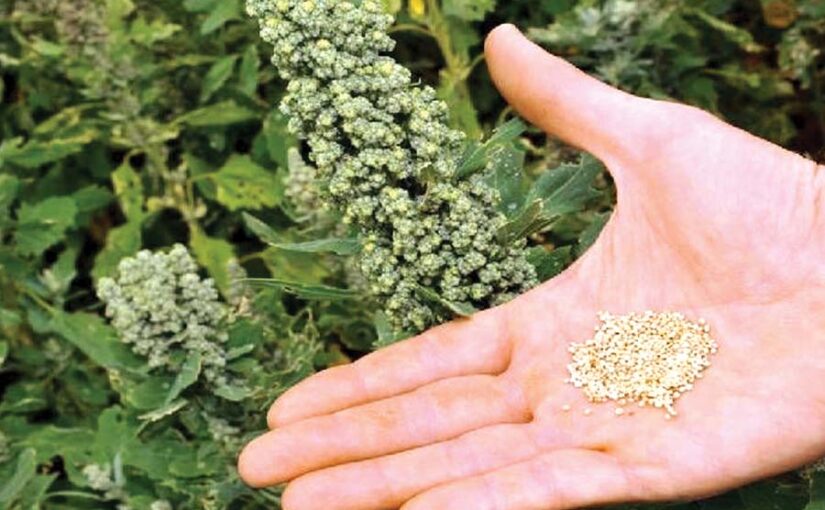 Quinoa : भविष्य की फसल किनोआ
