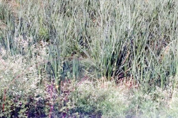 Carrot Grass