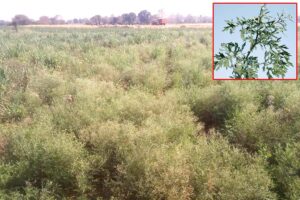 Carrot Grass : जब खेतों में हो गाजरघास कैसे पाएं नजात