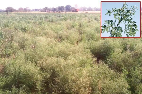 Carrot Grass : जब खेतों में हो गाजरघास कैसे पाएं नजात