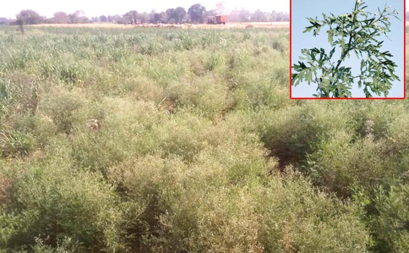 Carrot Grass : जब खेतों में हो गाजरघास कैसे पाएं नजात