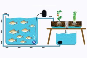 Aquaponics
