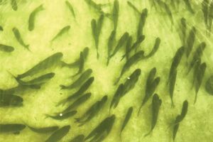 Aquaponics