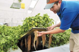 Aquaponics