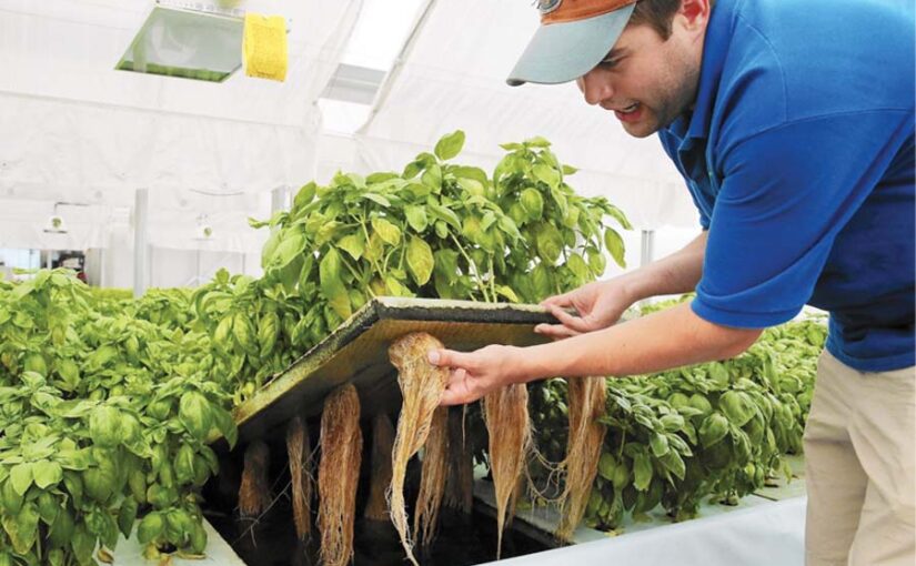 Aquaponics : खेती का भविष्य है ‘एक्वापौनिक्स’ तकनीक