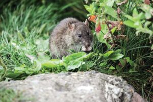 चूहों (Rats) की ऐसे करें रोकथाम