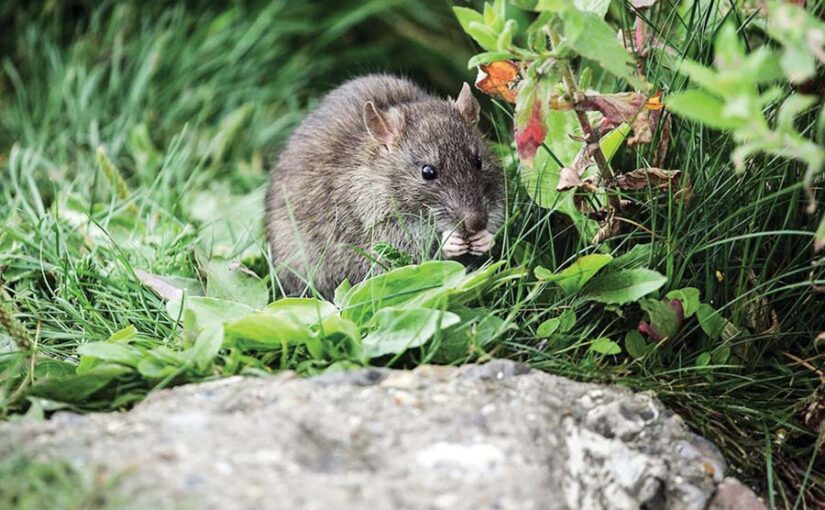 चूहों (Rats) की ऐसे करें रोकथाम