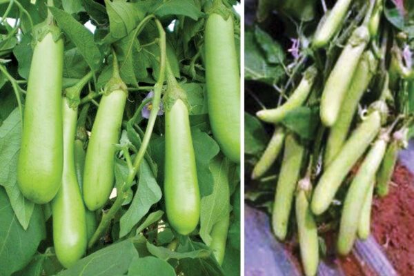 Brinjal : बैगन की नई किस्में उगाइए