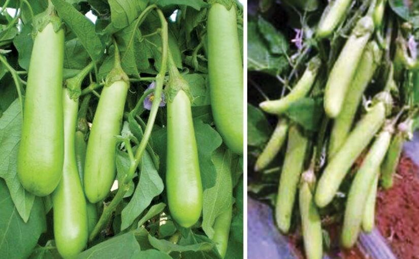 Brinjal : बैगन की नई किस्में उगाइए