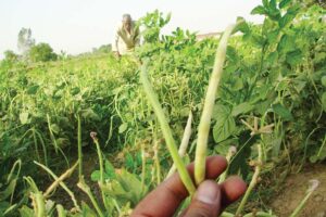 Cowpea Cultivation – लोबिया की खेती