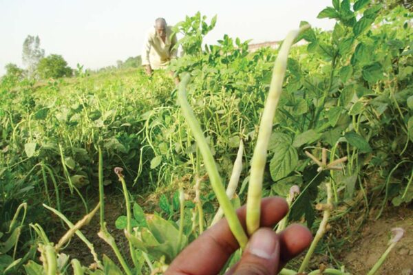 Cowpea Cultivation – लोबिया की खेती