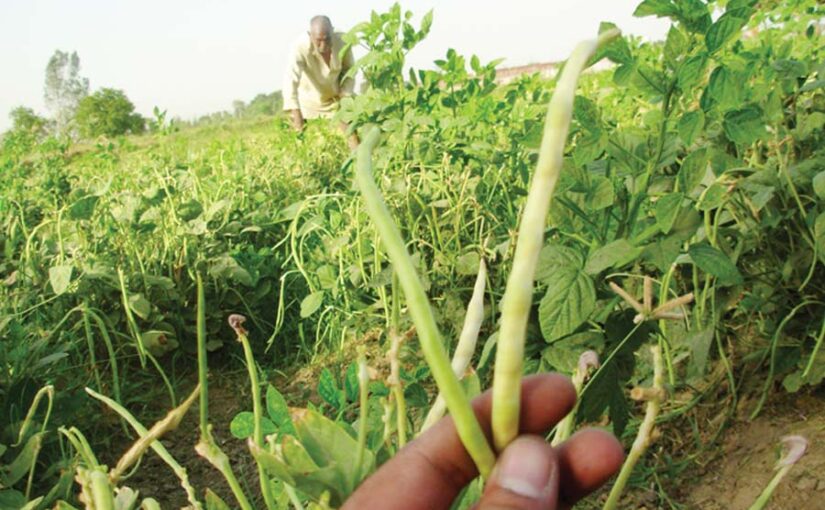 Cowpea Cultivation – लोबिया की खेती