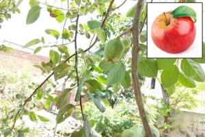 Apple Farming : मैदानी इलाकों में सेब की बागबानी